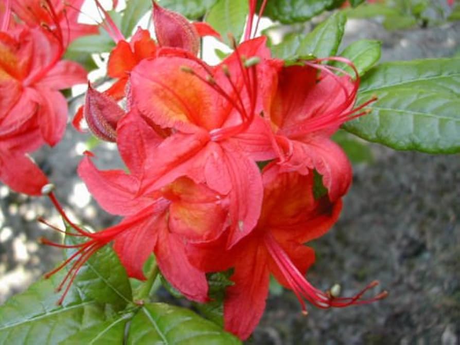 Cumberland - Rhododendron for planting in home garden